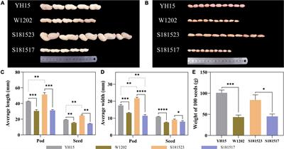Comparative transcriptomics analysis of developing peanut (Arachis hypogaea L.) pods reveals candidate genes affecting peanut seed size